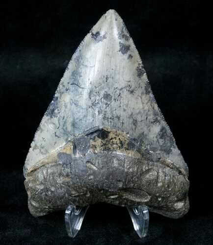 Sharply Serrated Megalodon Tooth - Venice, FL #13324